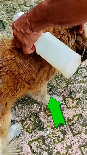 Eliminate Fleas Naturally: Effective Homemade Recipe #Anti-Flea #HomemadeRecipe #Pets #NaturalCare