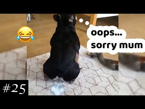 Farting Dogs TOP Compilation | Only newest farting puppies