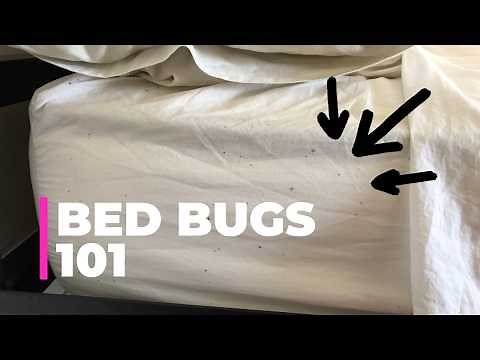Bed Bugs 101: Why Metal Beds, Bug Bombs, and Wishful Thinking Won’t Save You