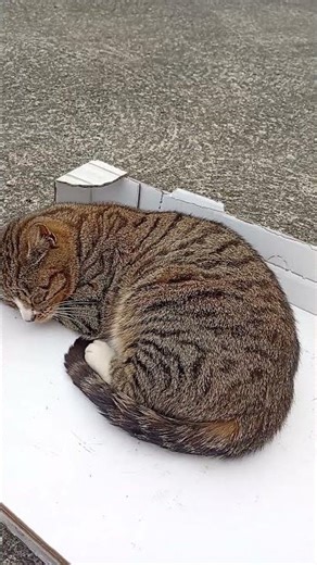 jumpy would sleep instead of jumping