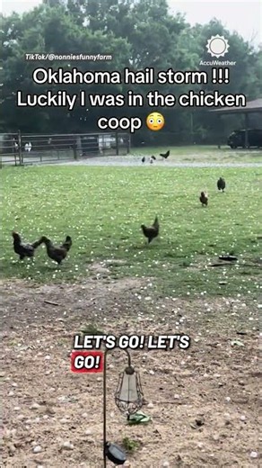 Chickens run for cover from Oklahoma hailstorm