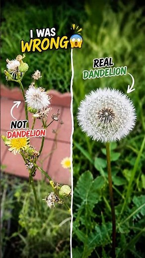 I thought they were both dandelions… 😳