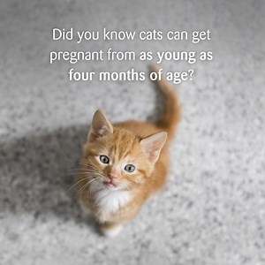 Did you know that cats can get pregnant from as young as four months of age? www.cats.org.uk/stats #CatsAndTheirStats #Neutering | Cats Protection