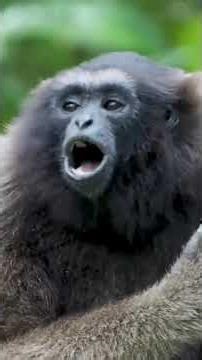 Amazing Sounds of Wonderful Primates in Nature | Relaxing Monkey & Ape Calls in the Wild