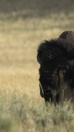 26K views · 1.8K reactions | Check out my Etsy shop for $5 off my 2023 Yellowstone calendar with coupon code “reels”! #yellowstone #wyoming #bison #wildlifephotography #yellowstonenationalpark #montana #wildlife #nature | Trent Sizemore Photography | Facebook