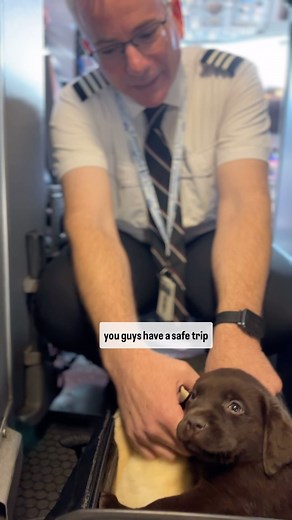 The Happiest Labrador on Instagram: "Holiday puppy flights are being scheduled. We are busy over here!! This is a clip of some of our @happiestlabrador pups meeting the pilots! We love when our pups get to say think you to our wonderful pilots :) This was a special flight, as are they all! More flights to come so soon!! #puppynanny #englishlabpuppy #chocolatelabpuppy #chocolatelabrador #yellowlabpuppy #yellowlabrador"