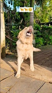 Labrador dog barking video 🦮😊 | dog barking sound 🦮😊 | #shorts #viral #shortvideo #dog #barking