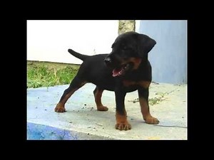 Jagdterrier 4 months vs rat