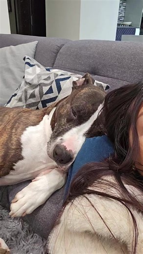 Je suis maintenant foutu.. il me reste plus qu'à aller le promener.. 🤭 gooooo 🤣 #chien #dog #dogsoftiktok #challenge #challenges_tiktok #canular #mdr #drole #humour #drole_videos #pourtoii #fyp