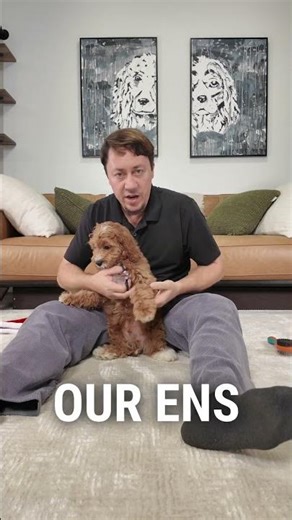 ✂️ Gentle grooming moments with our Cavapoo pups 🐶💛