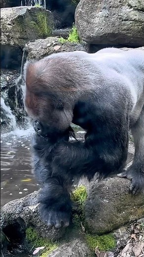 Crocodiles vs Gorillas #gorillas #crocodile