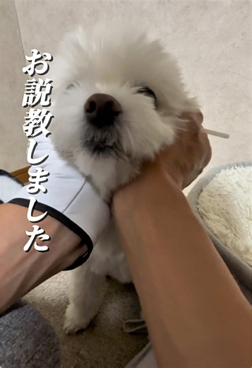 犬の歯磨き記録84日目｜ママさんの歯磨きチャレンジ