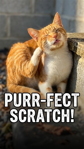 This cat's reaction to a good scratch is everything 😹 #cat #cute #shorts