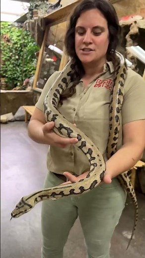 Carpet Python straight from Australia🤩🙌