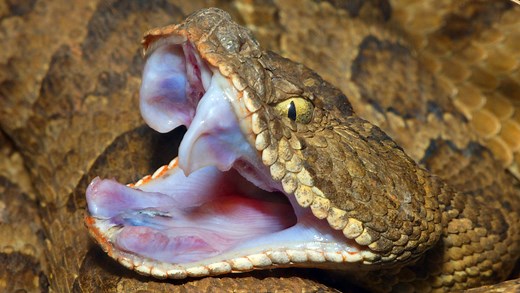 Nevada has 5 venomous snakes. Where they're found and what to do if you get bit