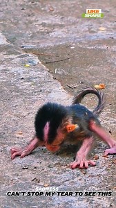 The world so badly to small newborn baby monkey born with mom no care with milk giving 😥 | Million Monkey