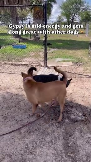 ✨Meet one of our longest residents, Gypsy💜 Gypsy is a delightful 4-year-old Blue Heeler/Collie mix who’s on a quest for her forever home. 🐾 Gypsy is a mid-energy girl but she exudes boundless love and warmth. She’s a social butterfly, effortlessly forming friendships with other dogs and adores humans. Sadly, Gypsy found herself surrendered by her previous owners, and she has been patiently awaiting a a new home for over 523 days. Let’s rewrite Gypsy’s story together – open your heart and home 