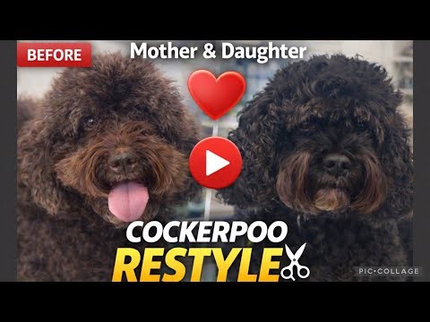 Mother & Daughter Cockerpoos In For A Full Restyle ✂️