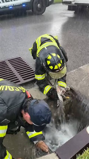 Firefighters rescue hawk trapped in storm drain during heavy rain