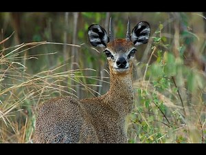 NIKKOR 200mm-500mm the Best Lens for Wildlife - Adorama