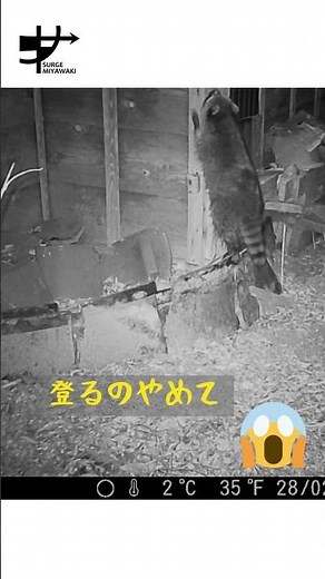 【アライグマ】建物に侵入しようとするアライグマ #獣害対策 #駆除