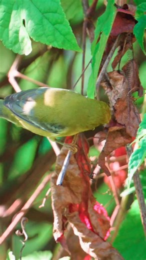 Migration is such a demanding journey and these tiny warblers need to fuel up constantly, and their foraging skills are nothing short of remarkable. I came across this blue-winged warbler and just stopped… and watched it work through the leaves with such focus and skill, finally pulling out its prize - looks like a spider perfectly hidden in a leaf pocket. The intuition and precision of these birds is astounding. #bluewingedwarbler #warblers #birds #wildlifephotography #natureisamazing | thewild