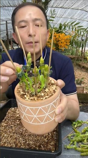 Very simple tips repotting orchid dendrobium plants with useful tutorial🌱🪨🌱🪨🪵