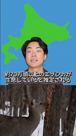 実はエゾシカが増えすぎています！#エゾシカ #北海道 #雑学 #札幌 #hokkaido