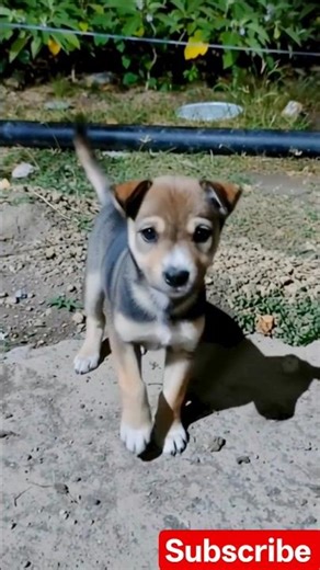 cute puppy reaction❤️🐕|#shorts #puppy #love #kids