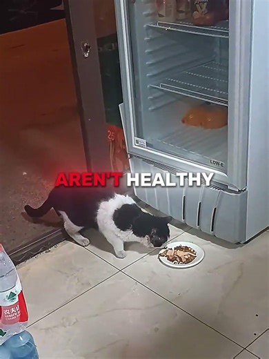 This Stray Cat Stole Sausages Until She Found Her Forever Home 😹💜