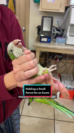 Safe Parrot Handling for Veterinary Exams