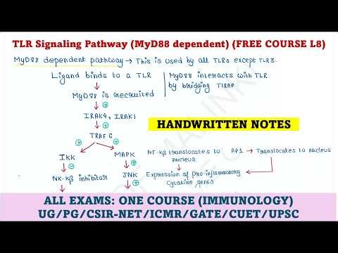 Immunology Course | L8 | TLR Signaling | MyD88 dependent pathway