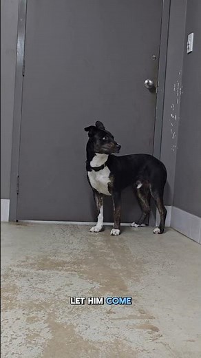 How I build trust with scared dogs at the shelter #animalrescue #adoptdontshop #rescuedog