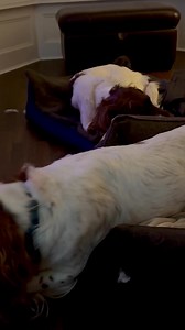 Today is Chewsday A day for destroying toys and drying by the log burner | Max Out in the Lake District