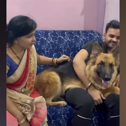 20K views · 183 reactions | Laugh until crying with Funniest Animals  | Whispers in the Dark | Facebook