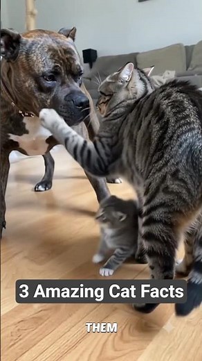 3 Amazing Cat Facts Most People Don't Know 😳🐱