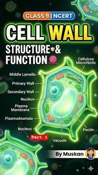 structure of plant cell wall#class9 #pw #khansir #biology #cellwall