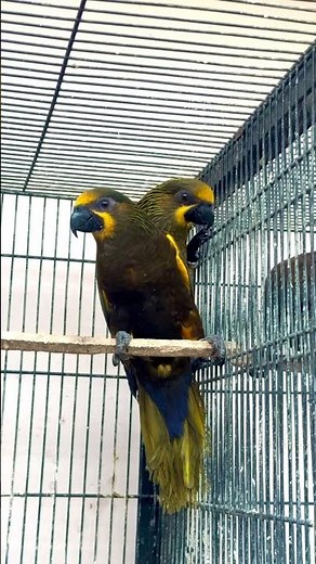 Brown Lory / Chalcopsitta duivenbodei #shorts #lory #birds