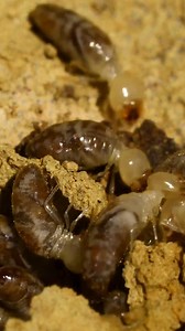 Regular inspections and early detection are key to preventing termite infestations before it’s too late. Protect your home now! Don’t wait! Contact your local Biosecurity Authority of Fiji - BAF Office at 5996 for assistance. #TermitePrevention #ProtectYourHome #FijiHomeSafety #FijiPestControl #EarlyDetection #BiosecurityAuthorityofFiji #Biosecurity #HomeProtection #FBC #RadioFijiOne | Radio Fiji One