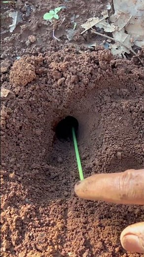 How to catch alien cockroach living in deep hole