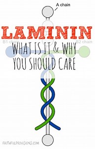 What is Laminin and Why Should You Care? - Faithful Provisions
