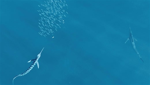 Watch One Of The World's Fastest Fish Change Color Before Going In For The Kill