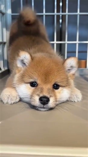 Natkhat puppy dog #puppy #viral #trending #dog #4k #funny #barking #cutedog #ytshorts #shortfeed