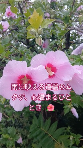雨に映える道端のムクゲ、心温まるひととき 🌺 #日本旅行 #雨の日 #ムクゲ #花のある風景 #散歩 #癒し #風景写真 #旅行 #JapanTravel #紫陽花の季節