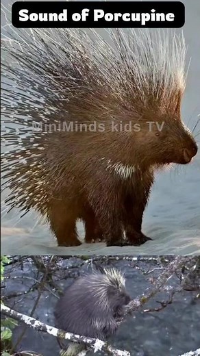 Amazing Porcupine | Fun Animal Fact for Kids | Tiny Porcupine’s Whispering Sounds Are So Relaxing!😴🦔