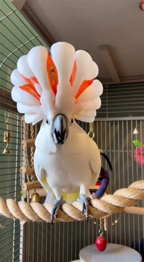 🦜 Dancing Duo: Cockatoo Boogie! 💃🕺#CockatooDance #ParrotLife #FunnyBirds #PetSoftiktok #BirdLovers