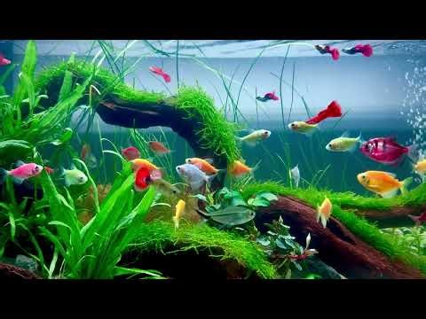 Fish For Cats To Watch 🐟 | Real Colorful Aquarium | Cat TV Fish Tank Video