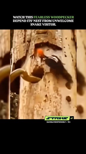 A woodpecker is a striking bird known for its strong beak and rapid...