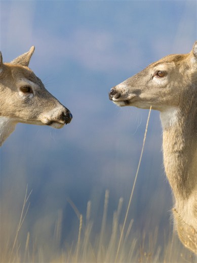 Amazing Whitetail Deer Photos: Early Morning Wildlife Photography