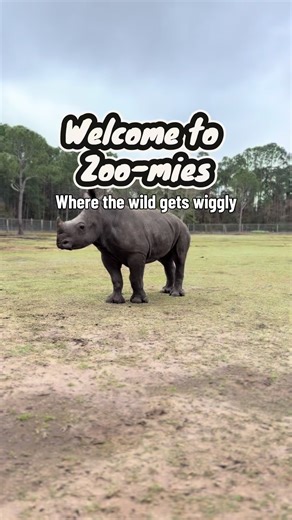 Our new series: Zoo-mies vol. 1 Enjoy! #zoomies #zoo_mies #gulfbreezezoo